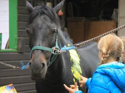 Volti Trainingslager 2017